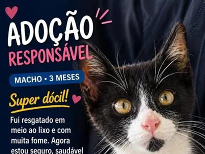 Gato raça SRD-ViraLata idade 2 a 6 meses nome Pitico 