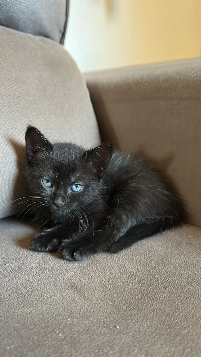 Gato raça SRD-ViraLata idade Abaixo de 2 meses nome Gatinha Preta