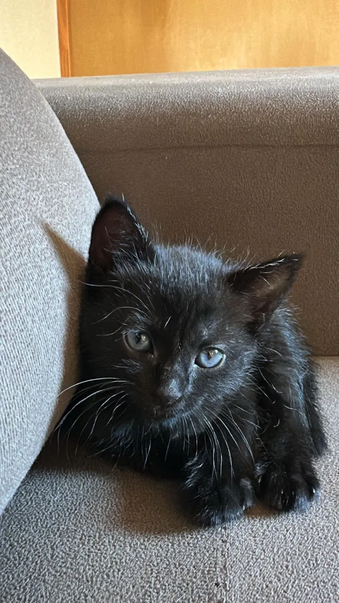 Gato raça SRD-ViraLata idade Abaixo de 2 meses nome Gatinha Preta