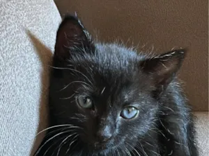 Gato raça SRD-ViraLata idade Abaixo de 2 meses nome Gatinha Preta