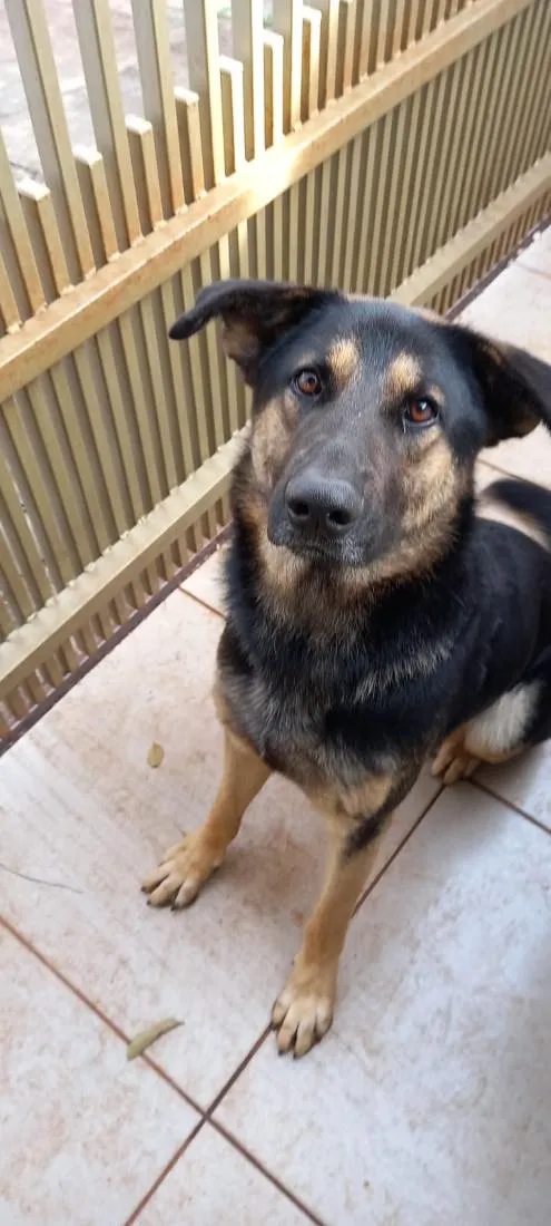 Cachorro raça Pastor Alemão idade 1 ano nome sem nome