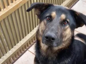 Cachorro raça Pastor Alemão idade 1 ano nome sem nome