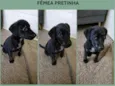 Pretinha