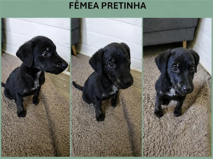 Cachorro raça SRD-ViraLata idade 2 a 6 meses nome Pretinha