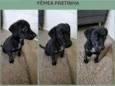 Pretinha