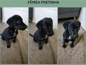Cachorro raça SRD-ViraLata idade 2 a 6 meses nome Pretinha