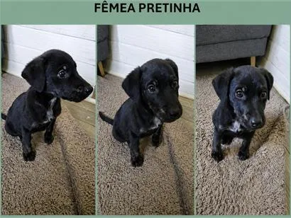Cachorro raça SRD-ViraLata idade 2 a 6 meses nome Pretinha