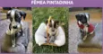 Pintadinha
