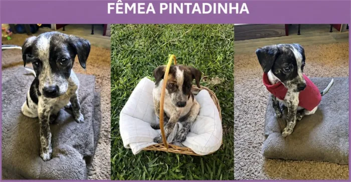 Cachorro raça SRD-ViraLata idade 2 a 6 meses nome Pintadinha
