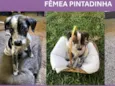 Pintadinha