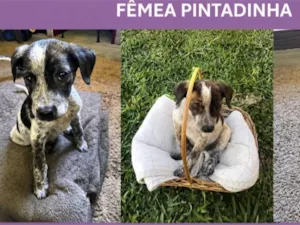 Cachorro raça SRD-ViraLata idade 2 a 6 meses nome Pintadinha