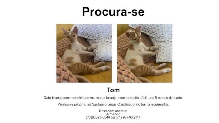 Gato raça SRD-ViraLata idade 2 a 6 meses nome Tom