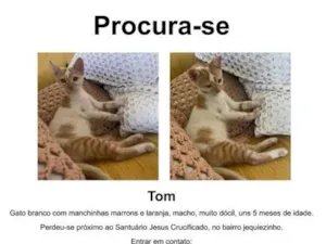 Gato raça SRD-ViraLata idade 2 a 6 meses nome Tom