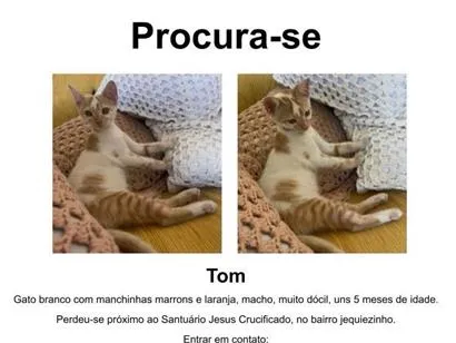 Gato raça SRD-ViraLata idade 2 a 6 meses nome Tom