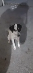 lindinha