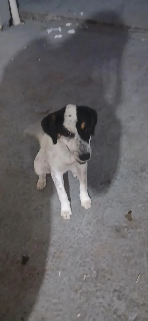 Cachorro raça SRD-ViraLata idade 7 a 11 meses nome lindinha