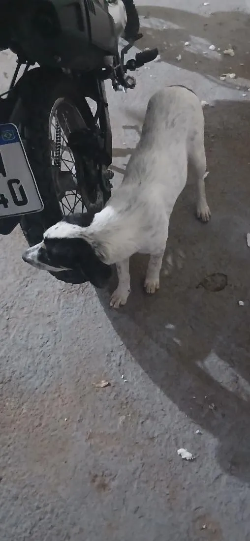 Cachorro raça SRD-ViraLata idade 7 a 11 meses nome lindinha
