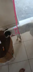 lindinha