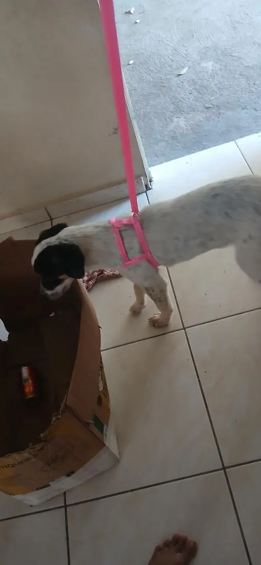 Cachorro raça SRD-ViraLata idade 7 a 11 meses nome lindinha