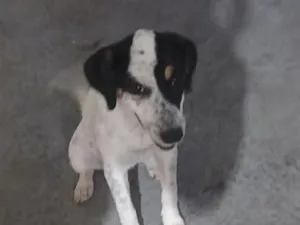 Cachorro raça SRD-ViraLata idade 7 a 11 meses nome lindinha
