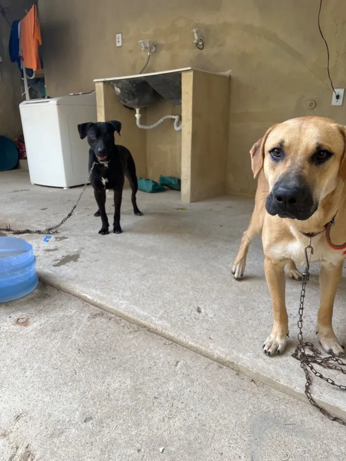Cachorro raça SRD-ViraLata idade 7 a 11 meses nome Kenai e Koda