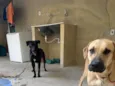 Kenai e Koda