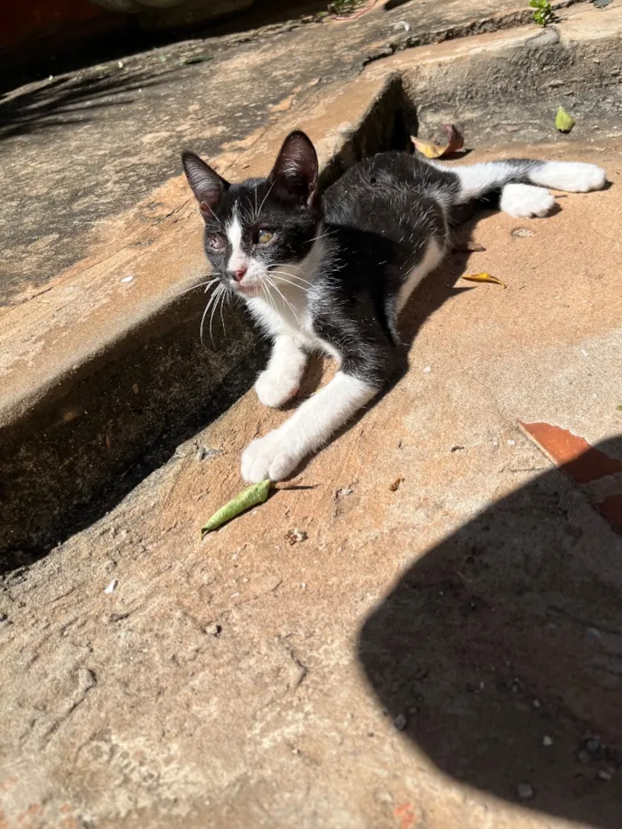 Gato raça SRD-ViraLata idade 2 a 6 meses nome Jorge 