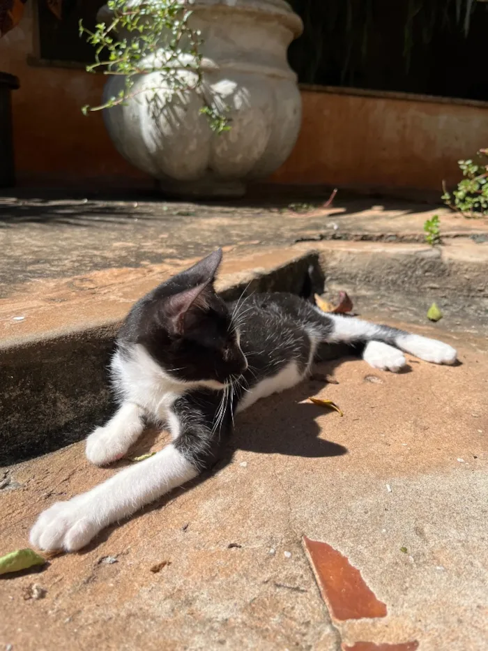 Gato raça SRD-ViraLata idade 2 a 6 meses nome Jorge 