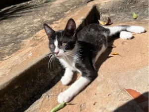 Gato raça SRD-ViraLata idade 2 a 6 meses nome Jorge 