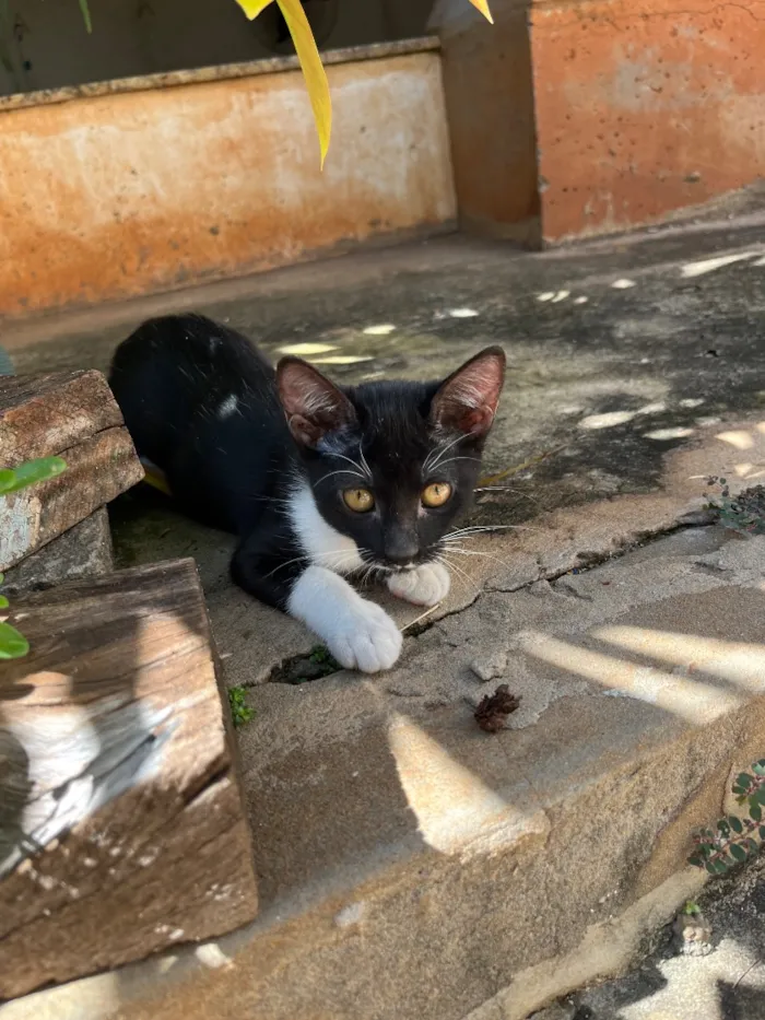 Gato raça SRD-ViraLata idade 2 a 6 meses nome Meggie