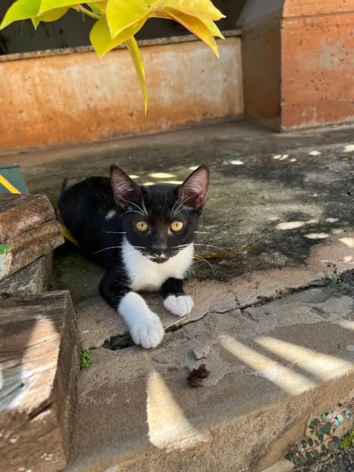 Gato raça SRD-ViraLata idade 2 a 6 meses nome Meggie