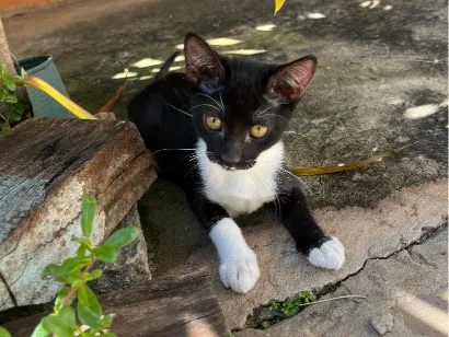 Gato raça SRD-ViraLata idade 2 a 6 meses nome Meggie