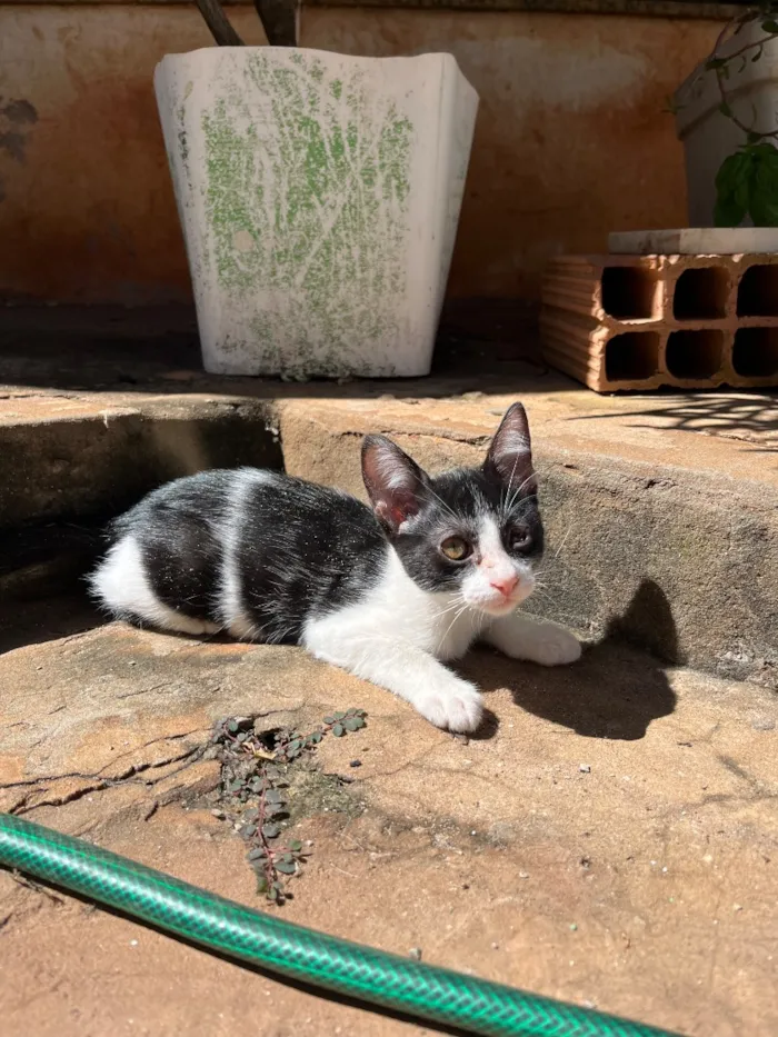 Gato raça SRD-ViraLata idade 2 a 6 meses nome Channel
