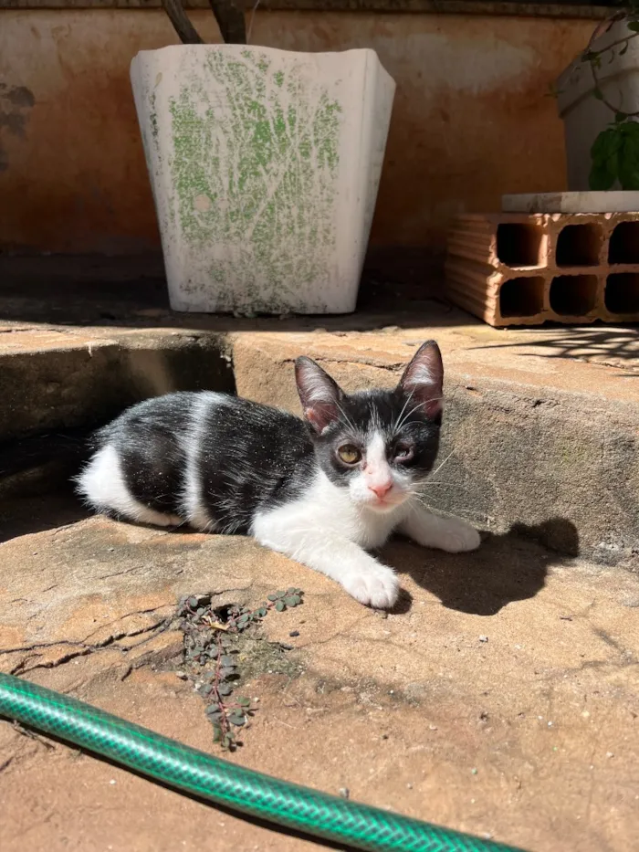 Gato raça SRD-ViraLata idade 2 a 6 meses nome Channel