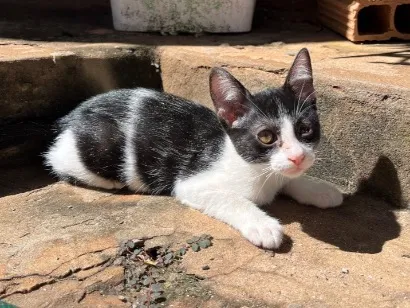 Gato raça SRD-ViraLata idade 2 a 6 meses nome Channel