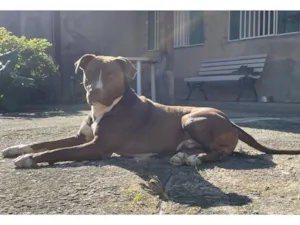 Cachorro raça Pit-Bull idade 5 anos nome Apollo