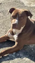 Apollo