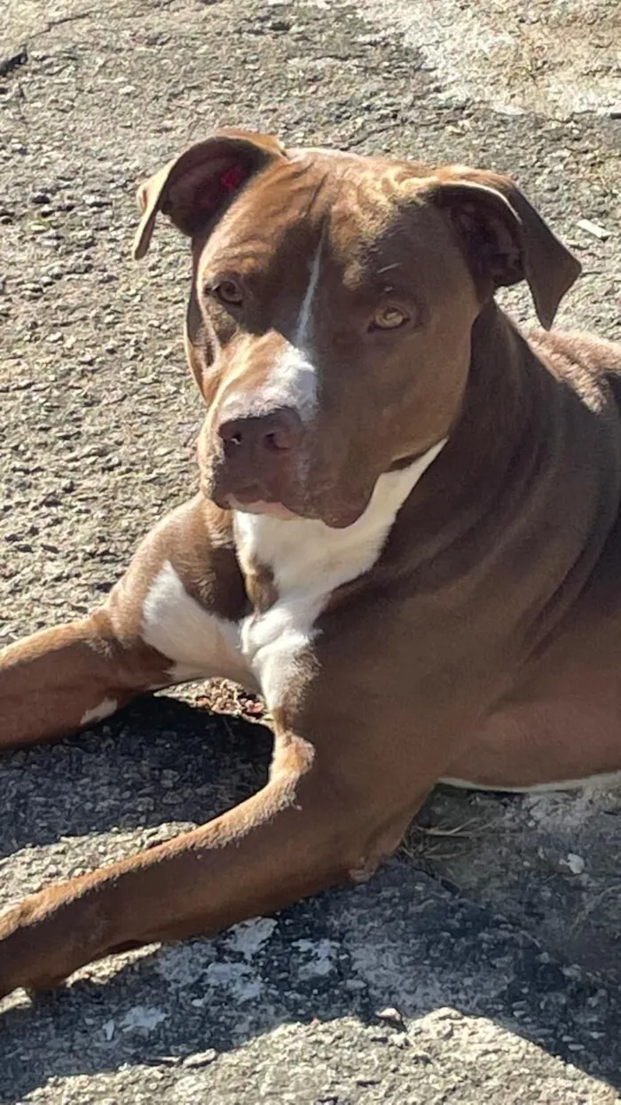 Cachorro raça Pit-Bull idade 5 anos nome Apollo
