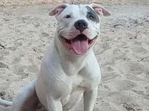 Cachorro raça Pit-Bull idade 1 ano nome lupita