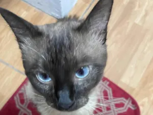 Gato raça SRD-ViraLata idade 1 ano nome Satoru