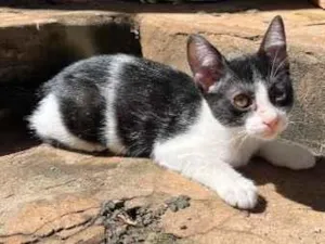 Gato raça SRD-ViraLata idade 2 a 6 meses nome Channel