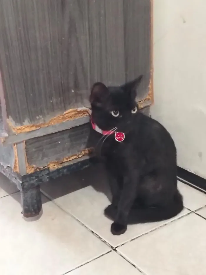 Gato raça SRD-ViraLata idade 7 a 11 meses nome Morena