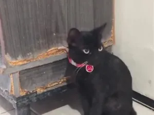 Gato raça SRD-ViraLata idade 7 a 11 meses nome Morena