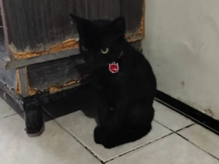 Gato raça SRD-ViraLata idade 7 a 11 meses nome Morena