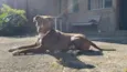 Apollo