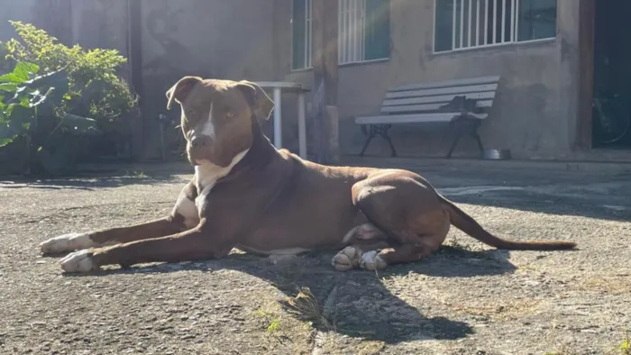 Cachorro raça Pit-Bull idade 5 anos nome Apollo