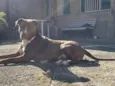 Apollo