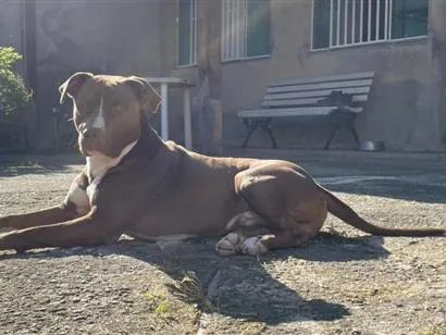 Cachorro raça Pit-Bull idade 5 anos nome Apollo