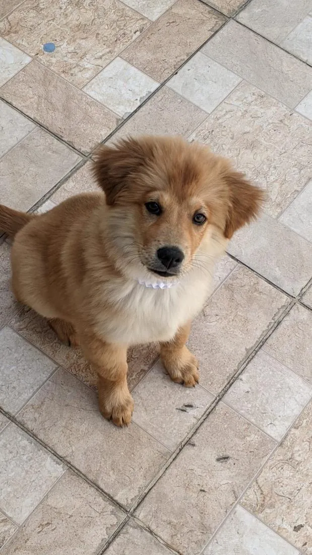 Cachorro raça SRD-ViraLata idade 2 a 6 meses nome Pitty