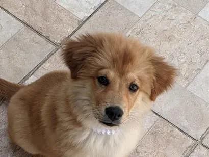 Cachorro raça SRD-ViraLata idade 2 a 6 meses nome Pitty